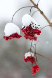 雪中的红浆果与霜冻