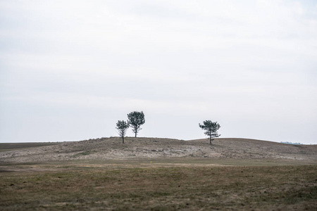 挪威田野上的孤树