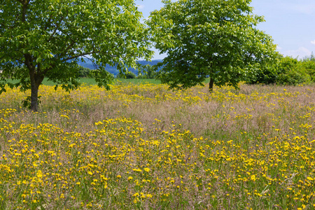 美丽的春天草甸花在蓝天晴朗的天在德国南部的广阔视野
