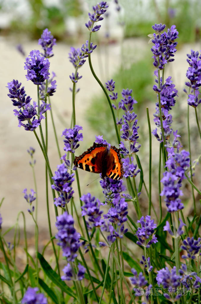 花园里有蝴蝶的薰衣草