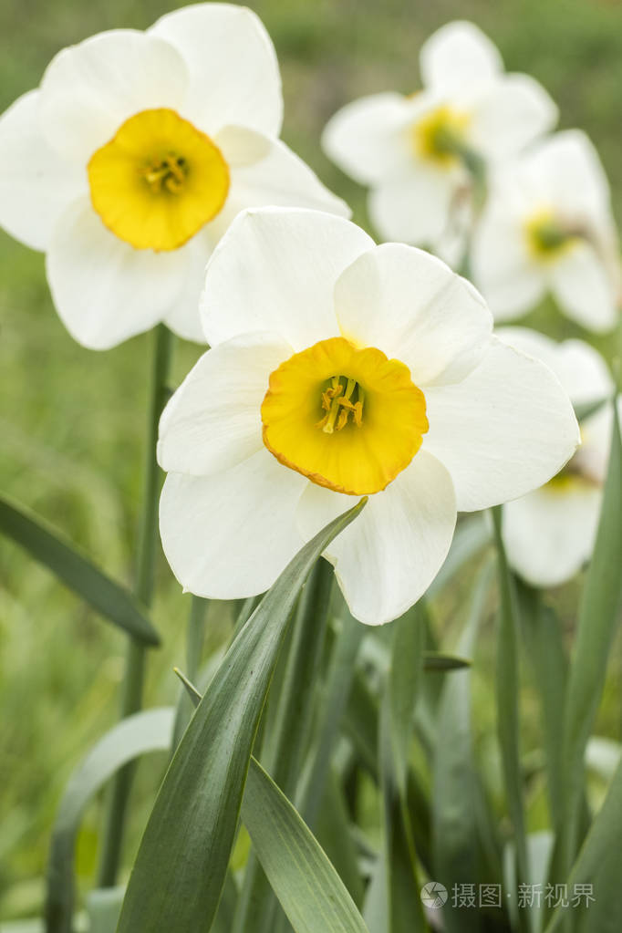 白水仙水仙poeticus复制空间