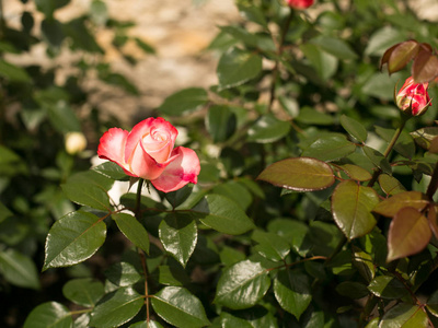 皇家花卉玫瑰为享受的眼睛