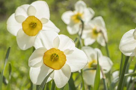 白水仙图片 白水仙素材 白水仙插画 摄图新视界