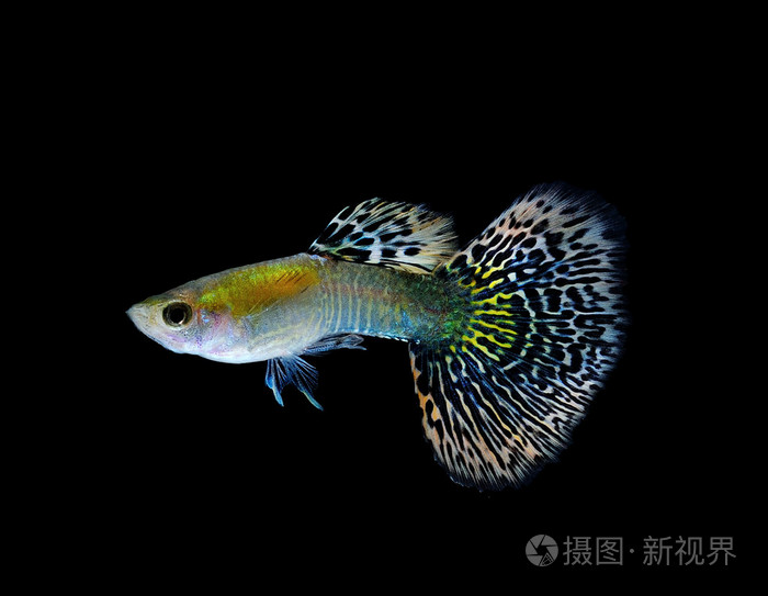 孔雀鱼鱼游泳上孤立的黑色