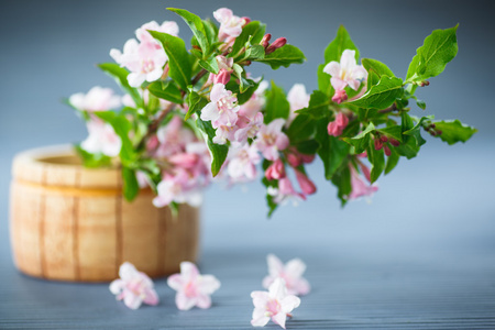 韦格兰美丽粉色的花朵