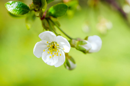 樱桃花框架