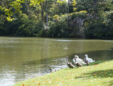 天鹅和 cygnets