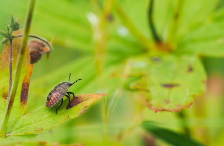 森林 bug 对一朵花