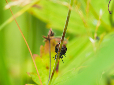 森林 bug 对一朵花