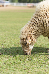 可爱的绵羊在农场图片