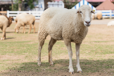 可爱的绵羊在农场图片