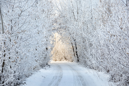 在白雪皑皑的森林景观的冬季道路