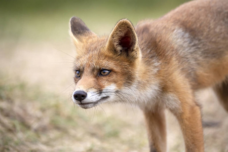 可爱的红色狐狸在自然栖所