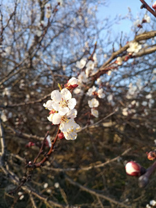 白樱桃树花