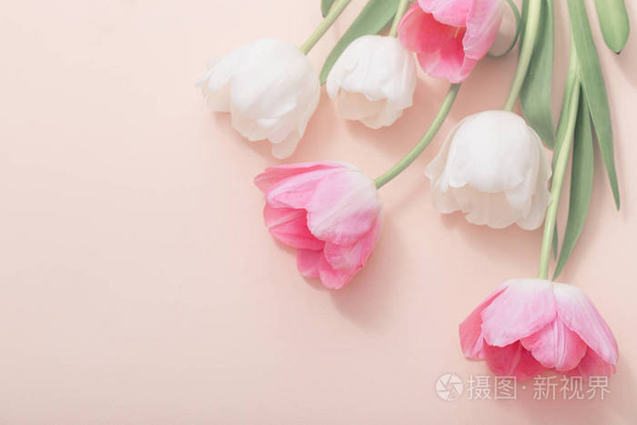 纸张背景上的粉红色和白色郁金香