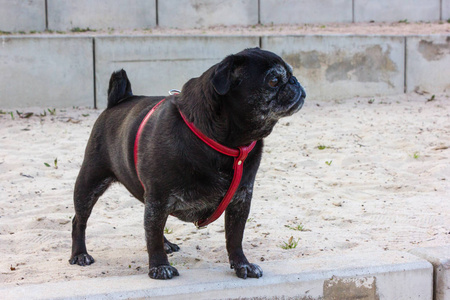 德国拖把中的黑小狗名叫阿德海德, 4月4月在慕尼黑和斯图加特附近的德国南部历史名城的河滩上玩耍