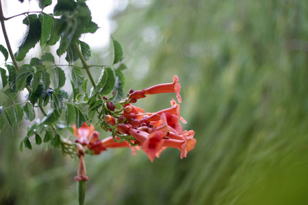 花园里的红花枝