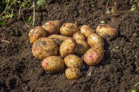 地面上的新鲜土豆