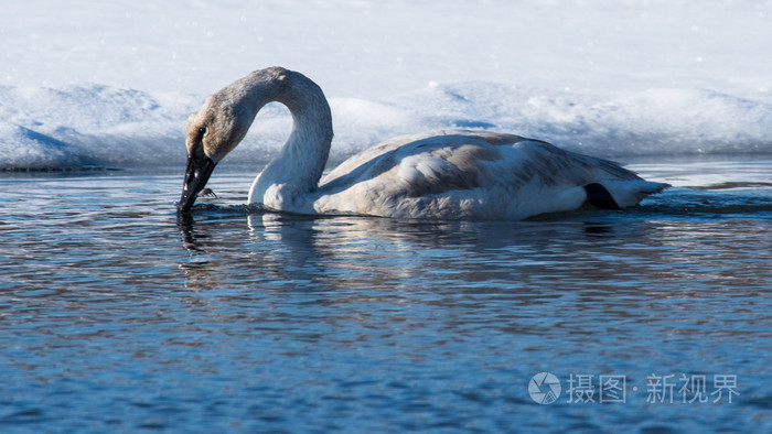 苔原天鹅吃一只青蛙