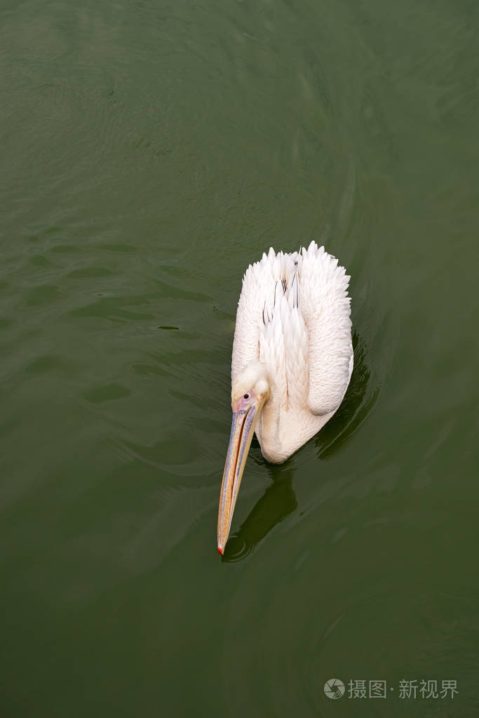 白鹈鹕 Pelecanus onocrotalus 水中