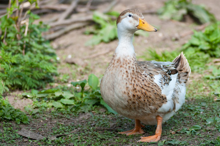色彩缤纷的野鸭鸭上孤立的白色背景农家院里的乡村农场鸭子与现实鸭图