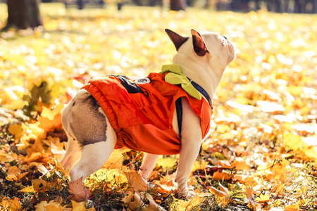 法国斗牛犬万圣节秋季公园