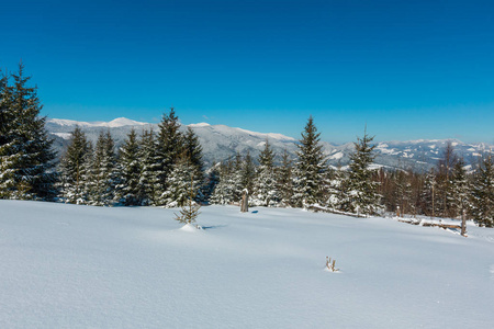风景如画的冬山景观从 Skupova 山坡, 乌克兰, 以 Chornohora 脊和 Pip 山顶与天文台大楼