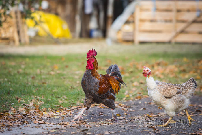公鸡和母鸡在花园里的农场-自由繁殖