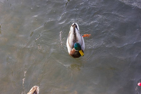 12月到来的德国南部慕尼黑和斯图加特城市的天气里, 鸭子们在阳光明媚的河流中争夺食物