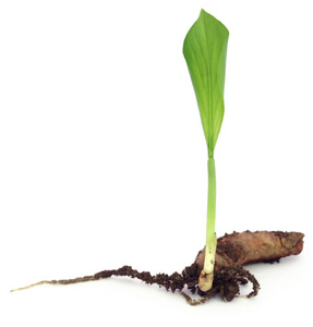 姜苗小姜黄植物在白色背景下照片