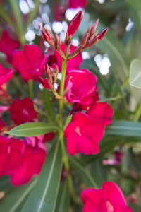 盛开的红色夹竹桃夹竹桃的花朵和花蕾在一个绿色的花园里。美丽的自然写真壁纸背景。没有人