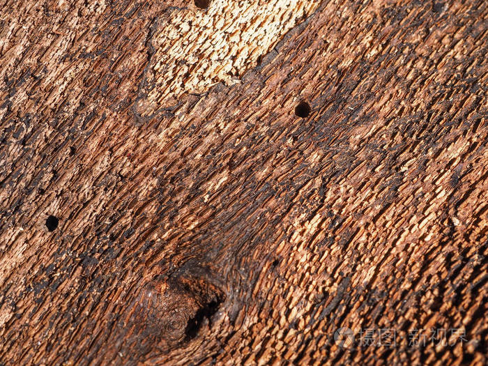 树的树皮从内侧与 woodworms 制造的孔