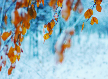 雪中的黄叶。晚秋和初冬。模糊的自然背景与浅 dof