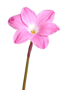 孤立对 w 葱兰品种的单一粉红色的花