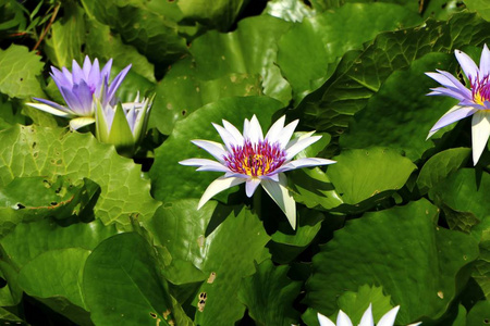 池塘中的紫色睡莲或莲花