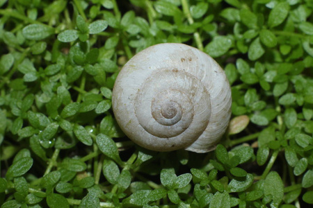 蜗牛壳小时候图片
