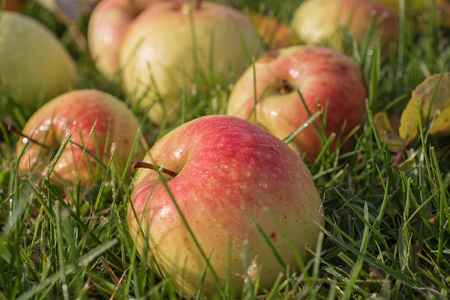 秋天在温暖的阳光下收获果实.成熟苹果上的水滴中反射的光线照片