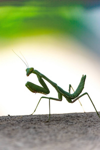 明亮的绿色捕食螳螂的剪影站立在灰色甲板看在肩膀在照相机, 垂直格式