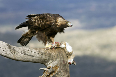 金鹰的成年雄鸟。aquila chrysaetos