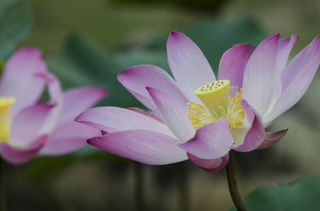 粉红色盛开的莲花特写