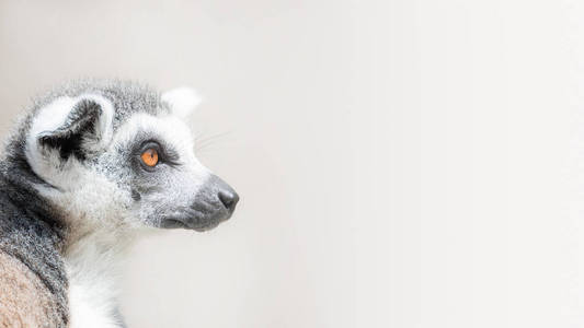 环尾马达加斯加狐猴在光滑的背景下与粘贴空间