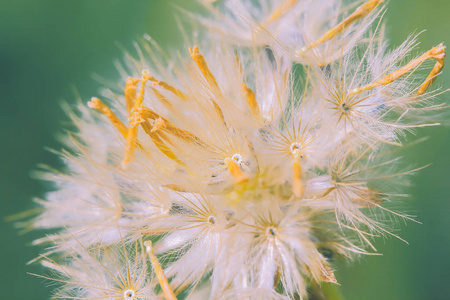 美丽的白色蒲公英花, 背景模糊