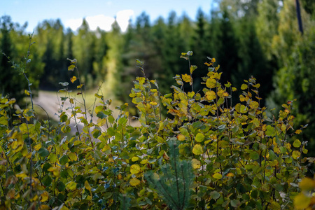 在初秋的自然在农村的森林中, 有五颜六色的树叶郁郁葱葱的图案