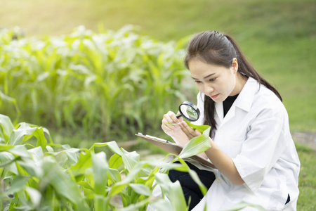 生物技术妇女工程师用放大镜检查植物叶疾病科学概念研究