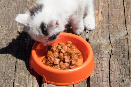 可爱的小猫吃他的食物从橙色塑料碗在老木地板上