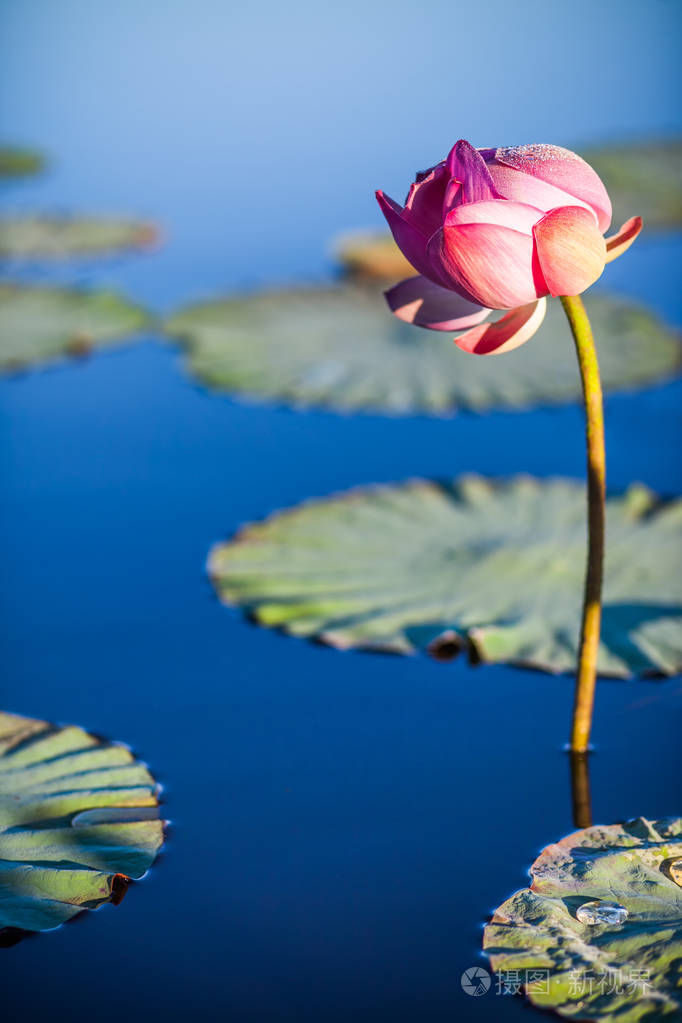 湖的蓝色水面上的莲花