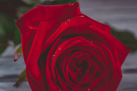 红玫瑰, 花瓣上有水滴。五颜六色的美丽花朵的艺术形象, 用于贺卡。圣瓦伦丁的盛宴背景与红玫瑰