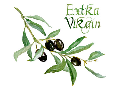 手绘橄榄枝图片