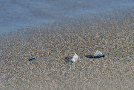 Velella Velella 散落在海滩上