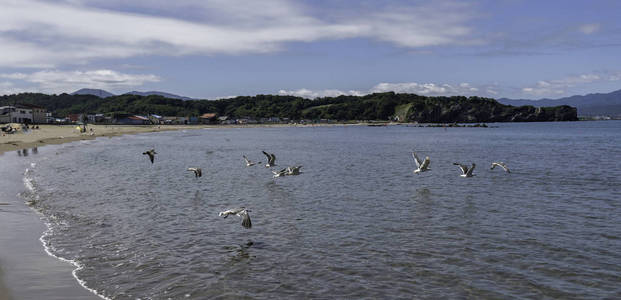 海鸥群飞向大海